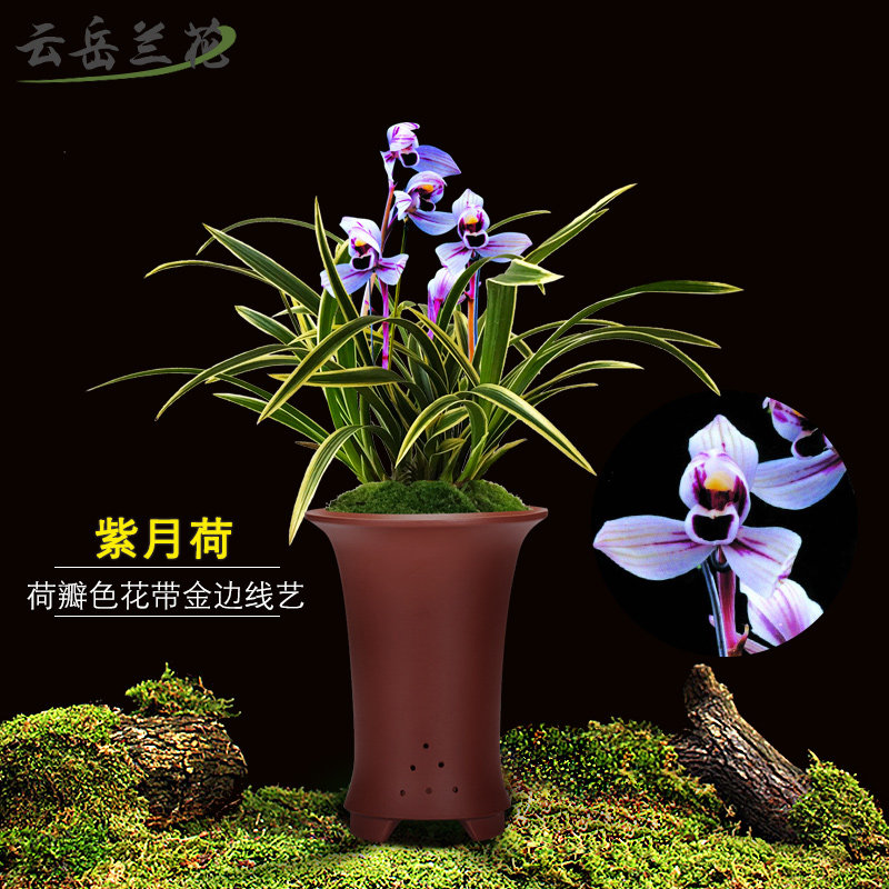 云岳兰花苗 建兰荷瓣色花紫月荷 夏带花苞出售好养绿植大花卉盆栽