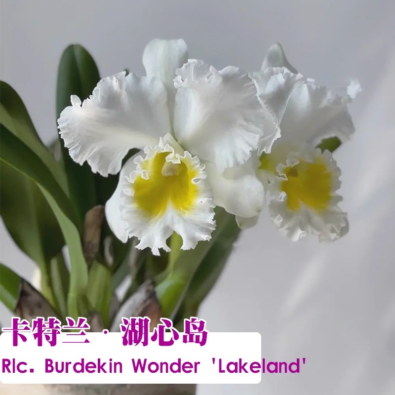 精品东南亚优质卡特兰花苗盆栽室内外办公室阳台桌面花卉好养绿植