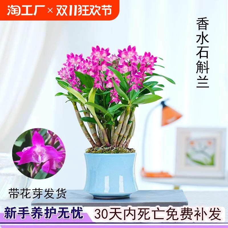 七彩香水石斛兰花盆栽冬