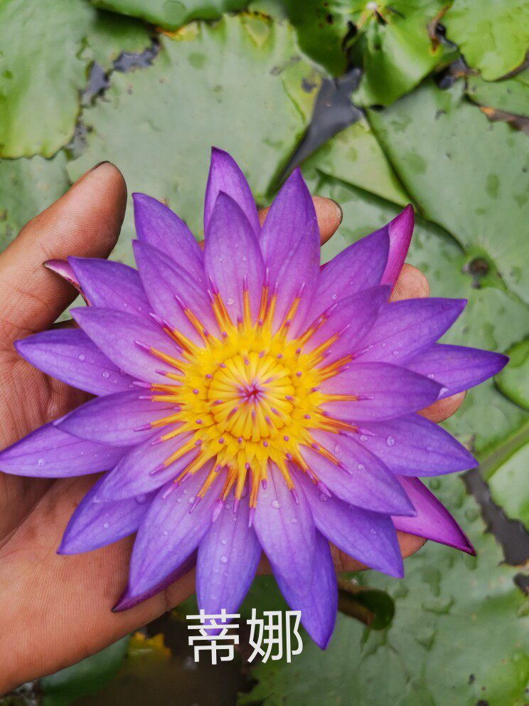 热带香水睡莲，中小型香水睡莲，