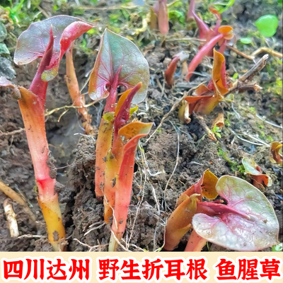 四川达州现挖新鲜鱼腥草折耳根嫩芽带叶带泥发货野菜凉拌折耳根