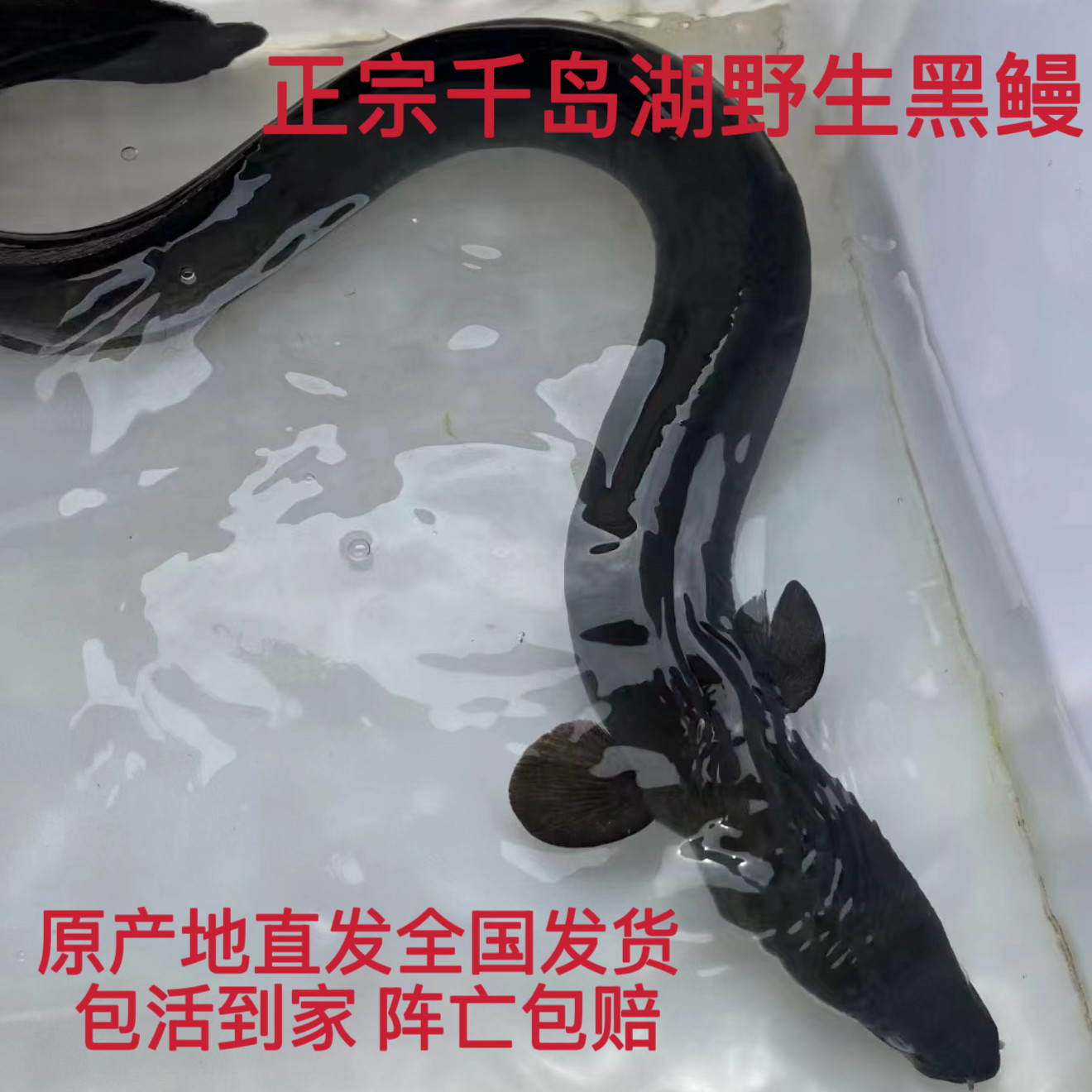 正宗千岛湖野外河鳗生鲜活鱼白鳝鱼淡水黑鳗鱼乌鳗鱼湖鳗溪鳗整条
