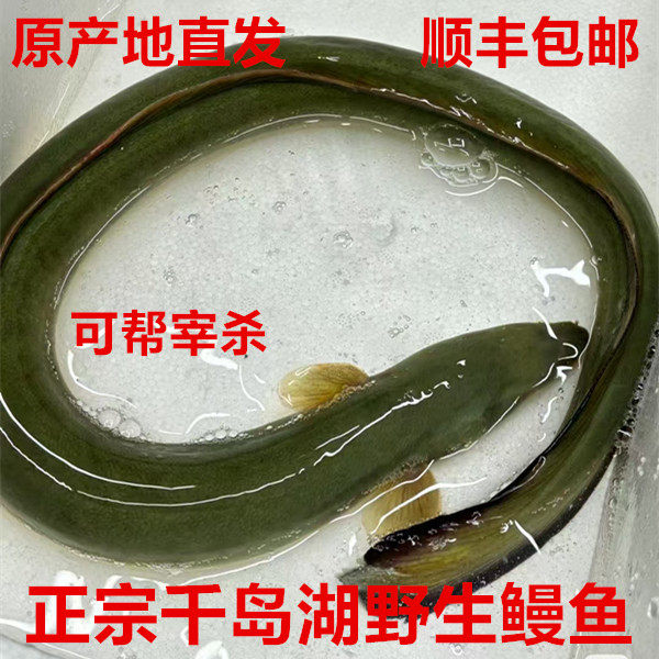 正宗千岛湖野外鳗鱼河鳗溪水新鲜鳗鱼整条鲜活到家或宰杀顺丰包邮