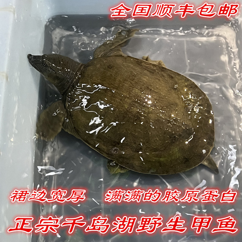 千岛湖野外甲鱼活体邮寄