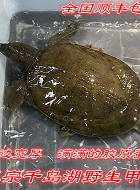 千岛湖野外甲鱼活体邮寄