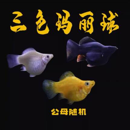 玛丽鱼皮球鱼红箭米奇牡丹红白剑除油膜鱼胎生鱼热带观赏鱼