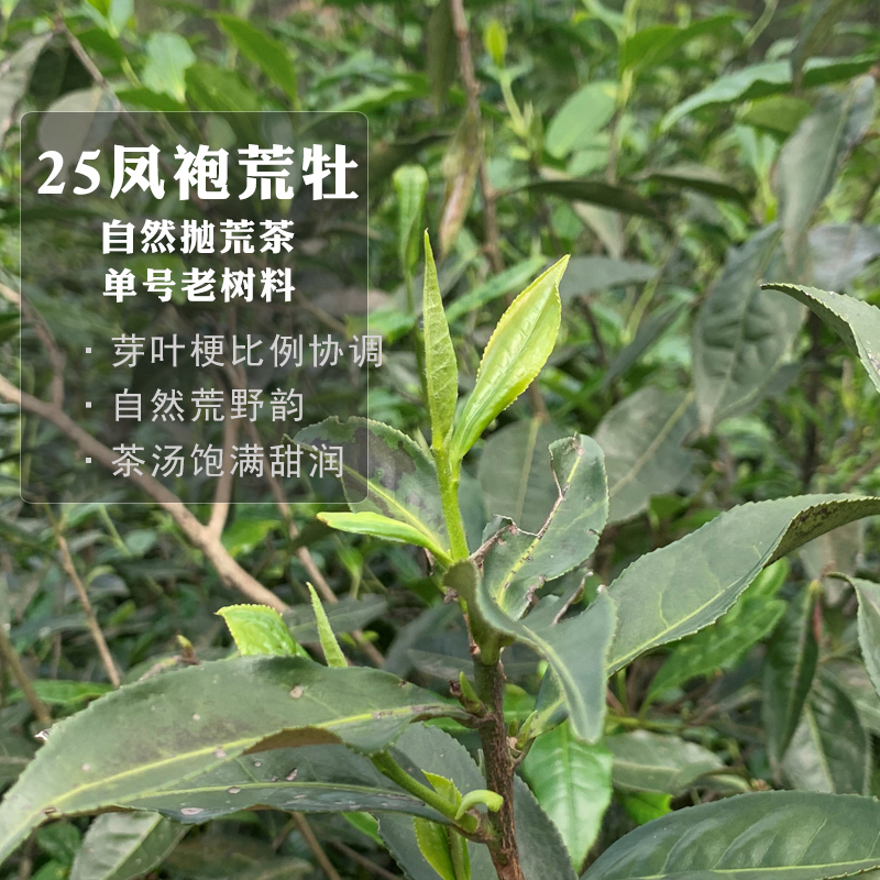 白牡丹福鼎白茶正宗荒野生态老树