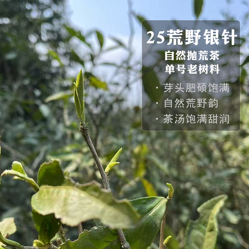 炭焙白毫银针福鼎白茶毫香足