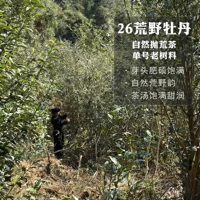【预售凤冠】26头春头采荒野白牡丹王福鼎白茶单一老茶树500g寻芷