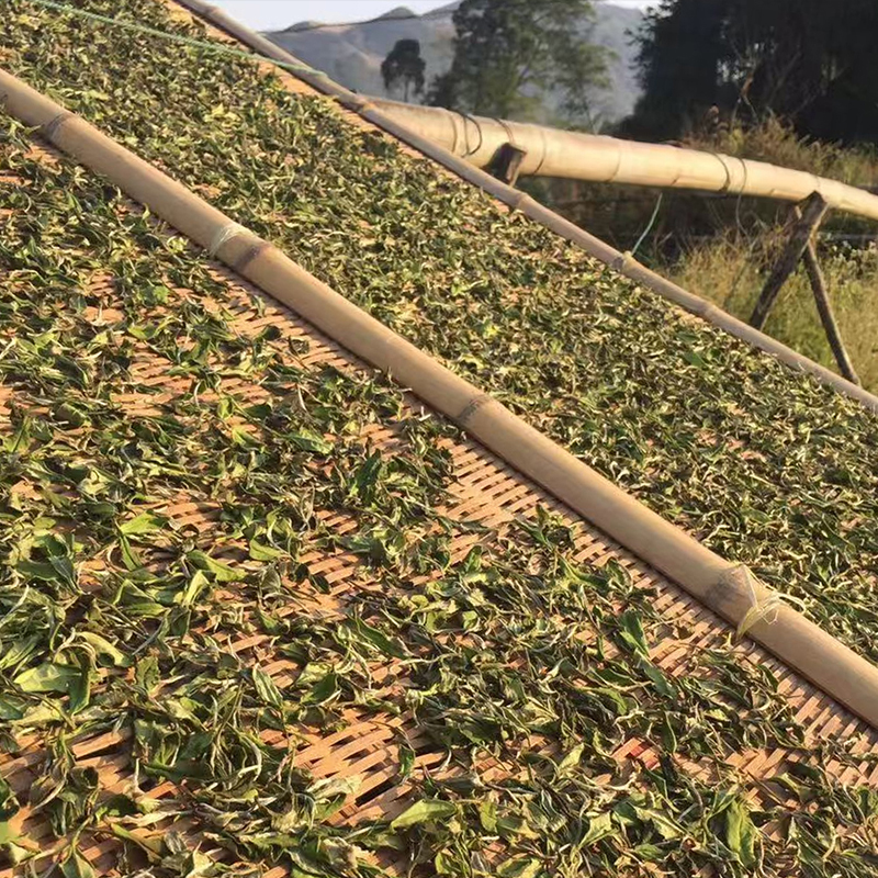 24年福鼎白茶散装花香寿眉甜度高