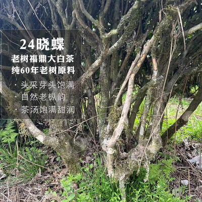 正宗荒野华茶1号白毫银针头采