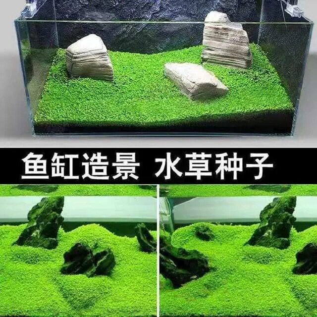 迷你对叶 鱼缸前景草水草种子 造景美观水生植物现货量大优惠