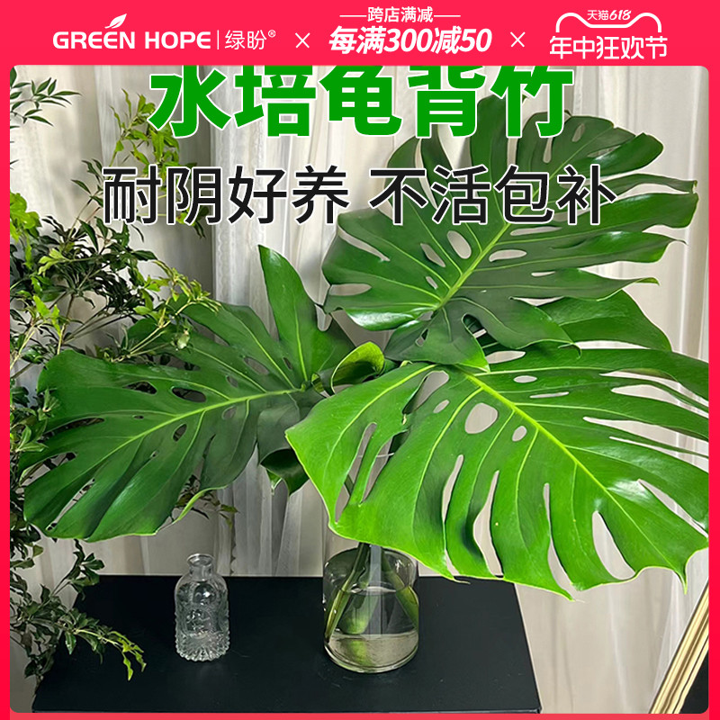 龟背竹水培植物室内客厅大盆栽老桩大叶大花盆落地观叶绿植办公室 鲜花速递/花卉仿真/绿植园艺 绿植 原图主图