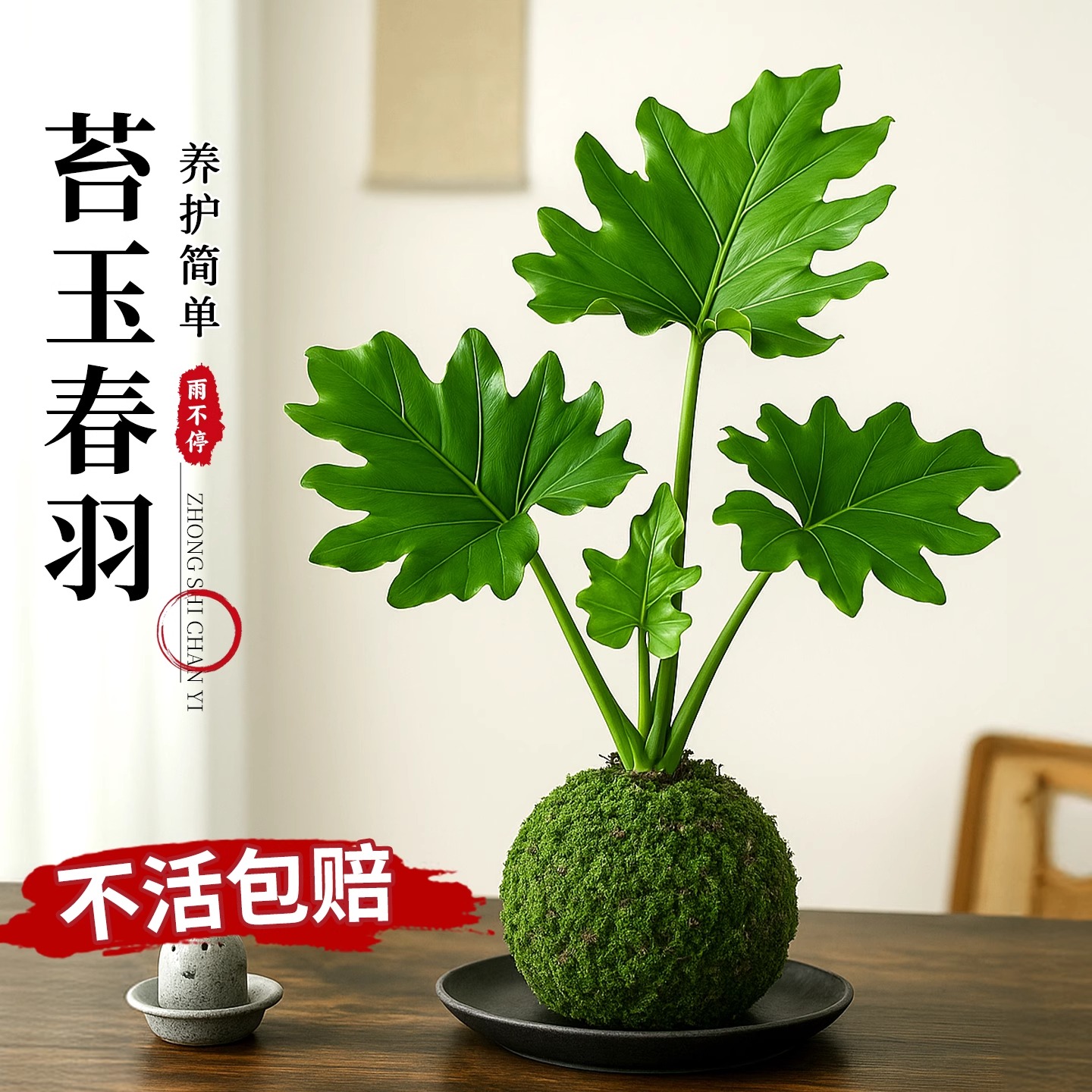 春羽苔藓球水培植物花卉绿植客厅办公室桌面绿植摆件中式禅意盆栽