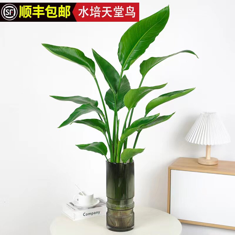 天堂鸟客厅绿植花盆鹤望兰水培植物好养办公室桌面带根大叶鲜切花