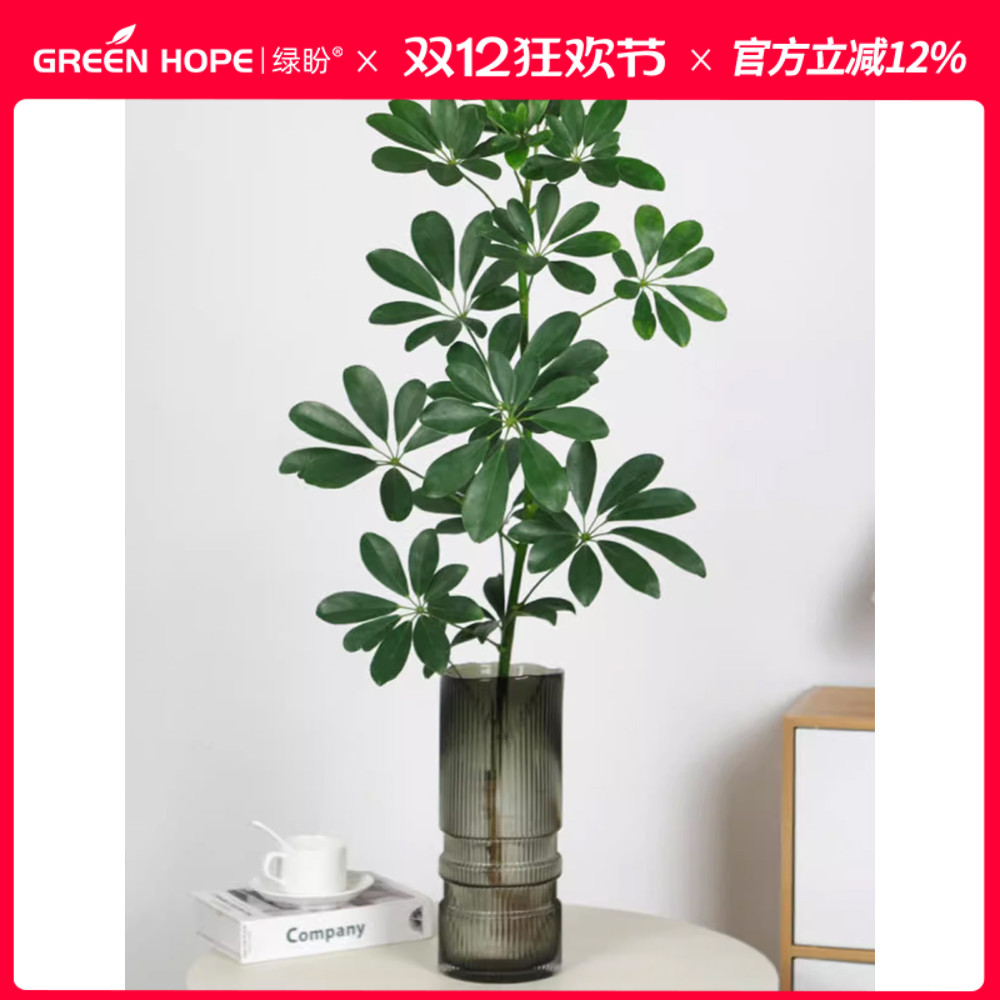 水培植物鸭脚木掌养室内办