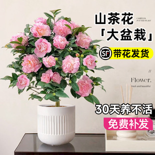 茶花盆栽香妃山茶花树苗开花植物花卉五色赤丹室内外阳台绿植四季