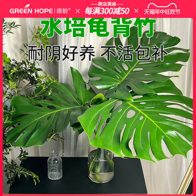 水培植物龟背竹室内客厅