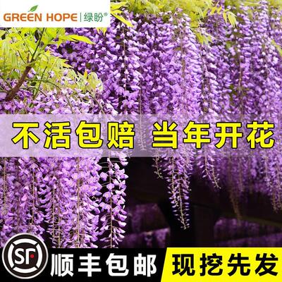 紫藤花树苗爬攀庭院围墙四