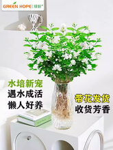 茉莉花盆栽四季开花水培植物重瓣带花苞发货绿植室内好养桌面鲜花