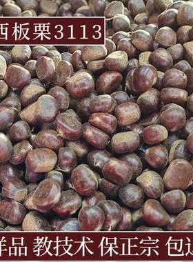 正宗河北迁西板栗生新鲜燕山3113糖炒栗子摆地摊炒货100斤包退换
