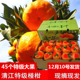 湖北长阳岩松坪椪柑 湖北宜昌长阳特产清江椪柑新鲜水果特级包邮