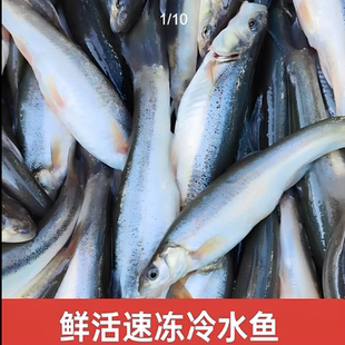 东北柳根鱼河鱼大柳根冷水新鲜麦穗鱼批发鲜活鲜嫩淡水鱼速冻发货