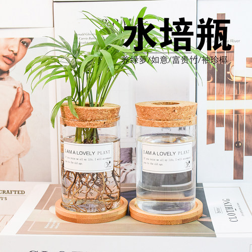 水培植物木塞瓶北欧透明绿萝花盆