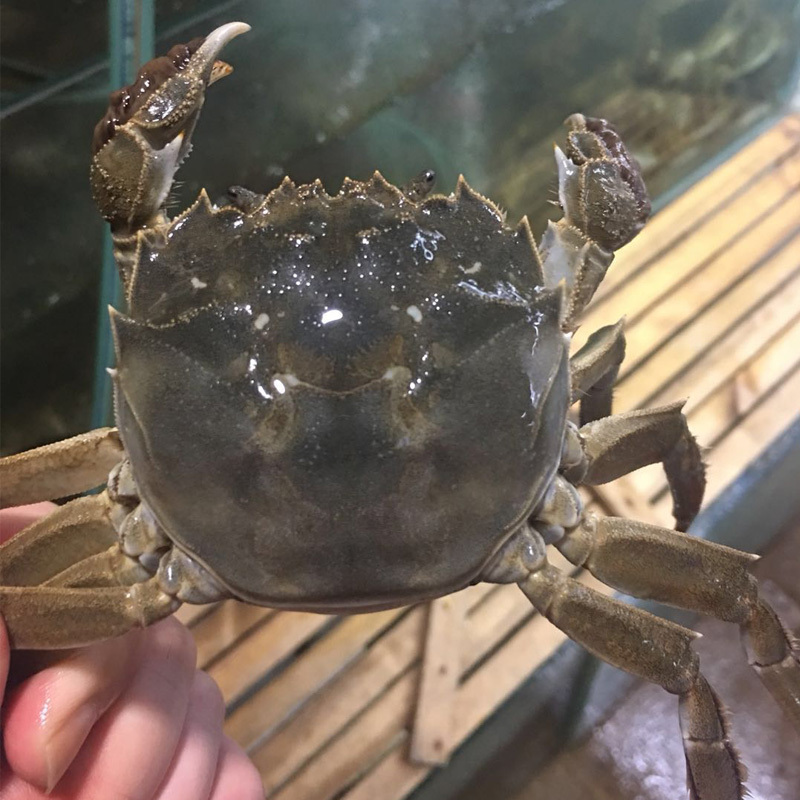 盘锦鲜活3两10只礼盒辽宁大闸蟹