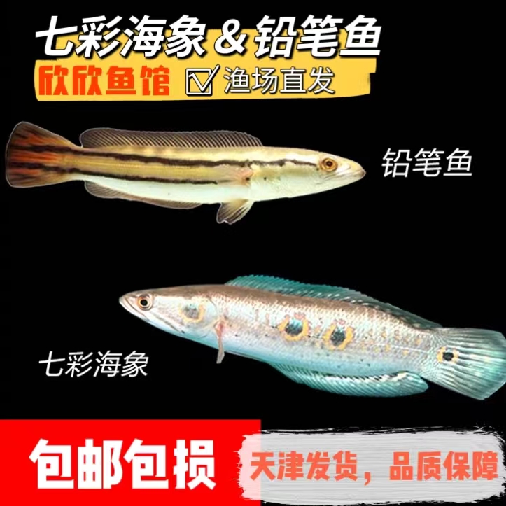 七彩海象鱼鱼苗加里曼丹铅笔鱼鱼苗大型猛鱼胭脂孔雀龙鱼雷龙鱼