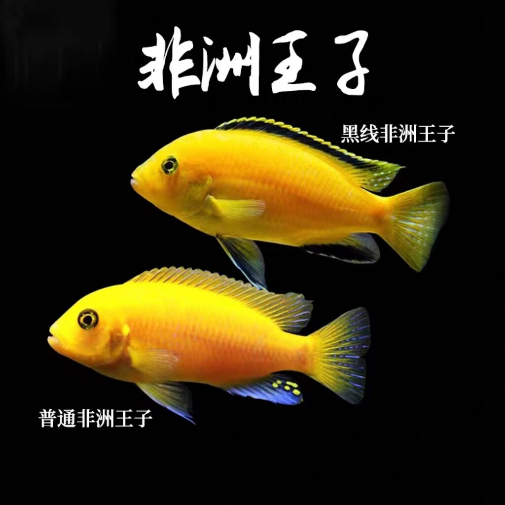 非洲王子鱼特兰斑马鱼大骷髅鱼岩栖慈鲷小型热带淡水鱼好养不掉色