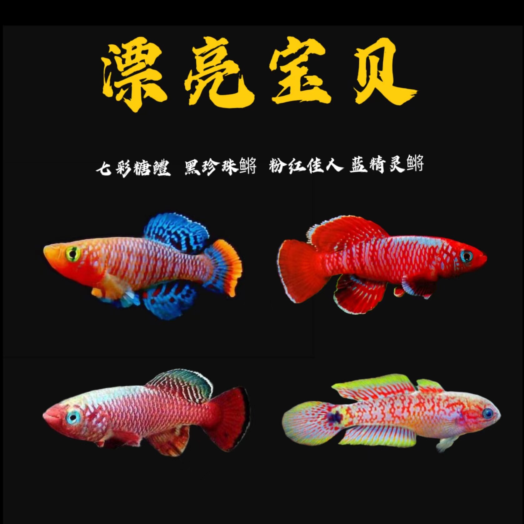 漂亮宝贝鳉鱼七彩糖里鳢粉红佳人蓝精灵鳉黑珍珠鳉圆尾观赏鱼淡水