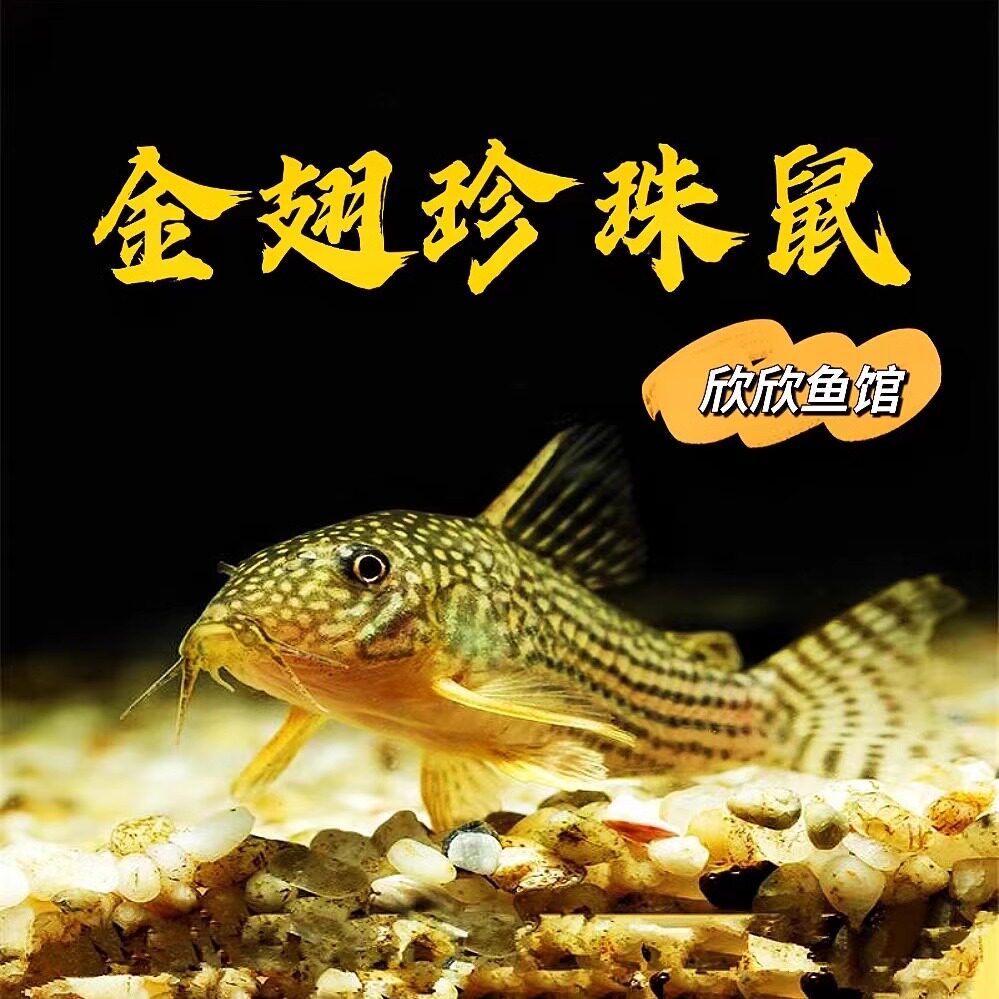 金翅珍珠鼠鱼黄翅满天星除食物残渣底层底栖淡水热带水草缸工具鱼