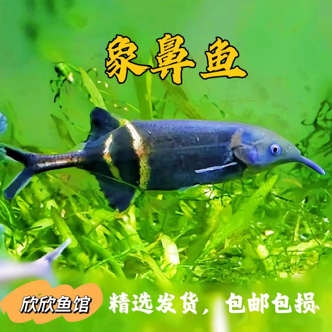 象鼻鱼非洲淡水草缸海豚鱼鹳嘴长颌鱼小型鱼混养热带温和