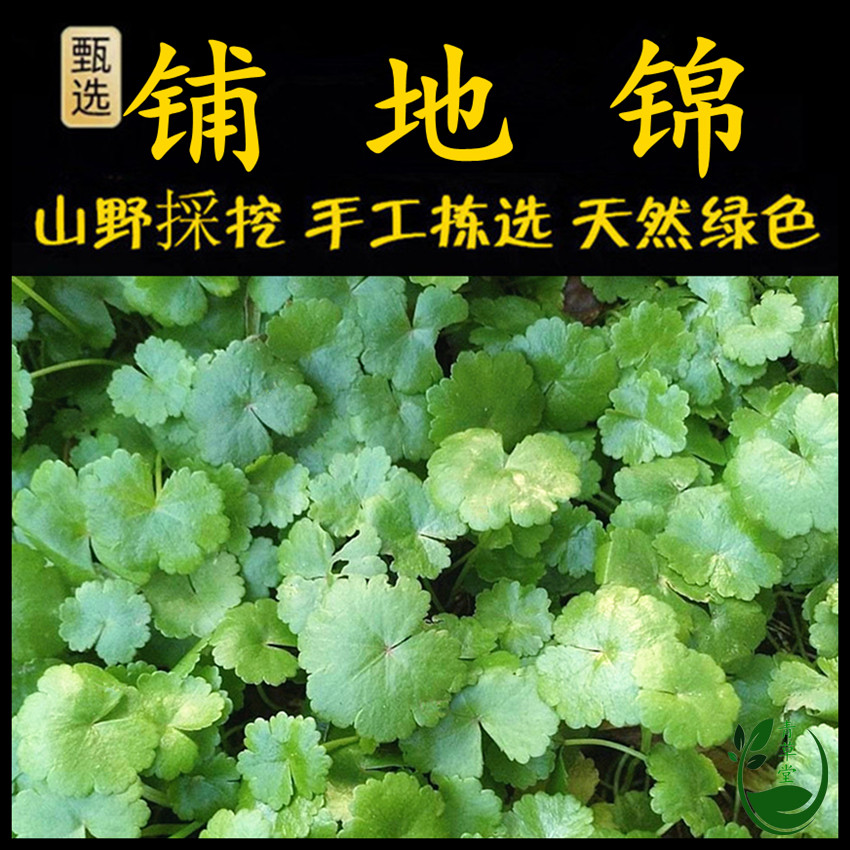 新鲜现釆潮汕青草天胡荽铺地锦埔地锦破铜钱满天星 遍地锦 鱼鳞草