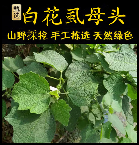 新鲜现采潮汕青草堂白花虱母枝头