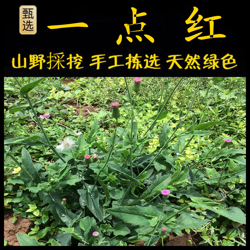 新鲜现采一点红潮汕青草堂
