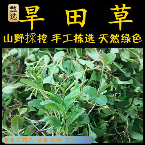新鲜现采旱田草潮汕青草堂鸭觜癀