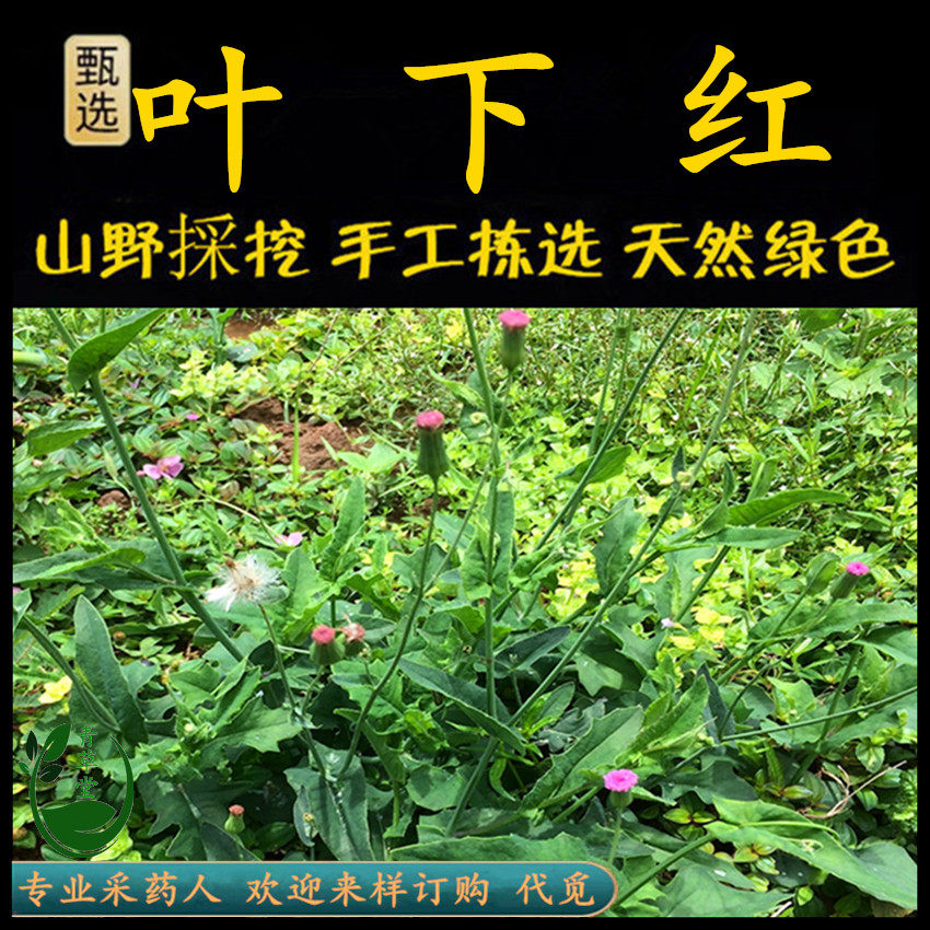 叶花红草,叶花红_大山谷图库