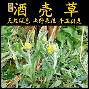 新鲜现采潮汕青草药金花女酒壳草鼠壳草酒曲草鼠曲草清明草佛耳草