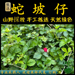 新鲜现采潮汕青草药倒地莓和尚头坡蛇坡仔倒地梅宝珠草龙吐珠蛇莓