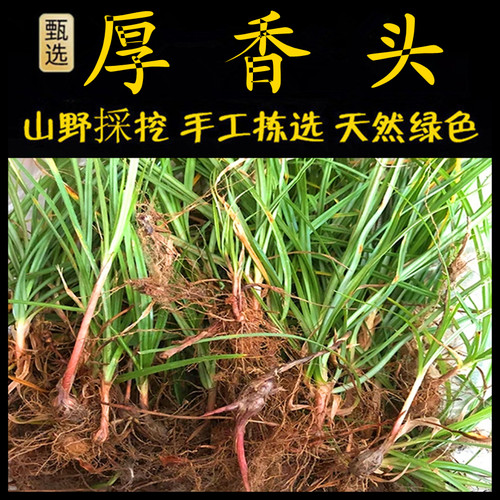 新鲜现采猴香头潮汕青草堂厚香头