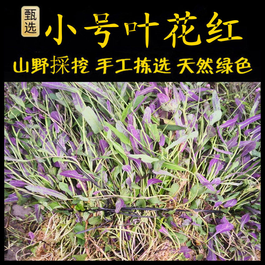 小号叶花红新鲜现采潮汕青草药细号叶花红小号叶下红一点红叶花红