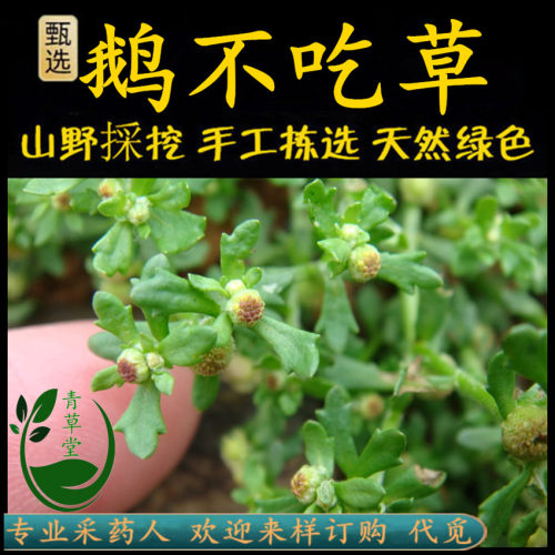 新鲜现采石胡荽潮汕青草堂鹅仔草