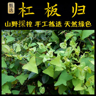 杠板归新鲜现采 潮汕青草药扛板规 杠板归 犁头刺蛇倒退蛇 河白草