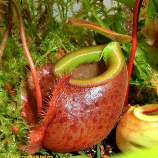 贝里猪笼草 食虫植物食虫草景观美化造景可爱小型品种猪笼草
