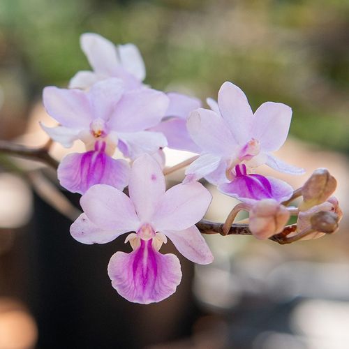 匠人花圃大根槽舌兰板植吊兰附生好养空气凤梨植物管叶气生雨林缸