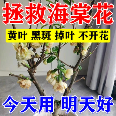 海棠花专用促花营养液专用肥料叶枯萎发黄掉花苞黑斑不开花怎么办