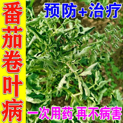 番茄卷叶病专用肥病毒病专用药脐腐病缩叶黄叶落果黑斑灰霉病杀菌