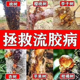 桃树流胶病专用杏子树穿孔病根腐药烂胶克杀果树流胶一喷净农用菌